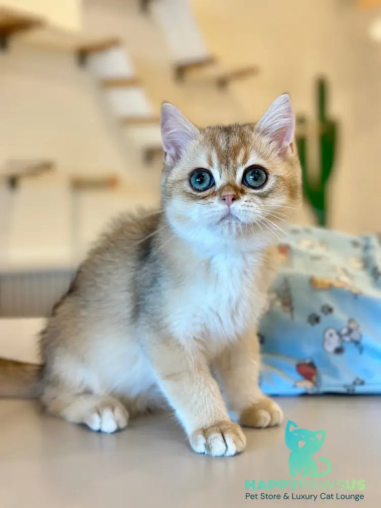 Yanir British Shorthair male black golden ticked tabby - live animals
