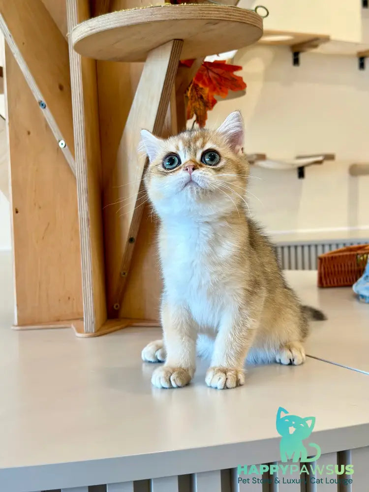 Yanir British Shorthair male black golden ticked tabby - live animals