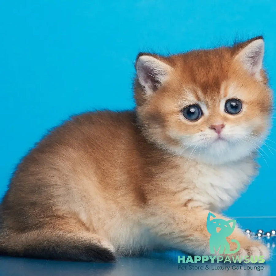 Yanir British Shorthair male black golden ticked tabby - live animals