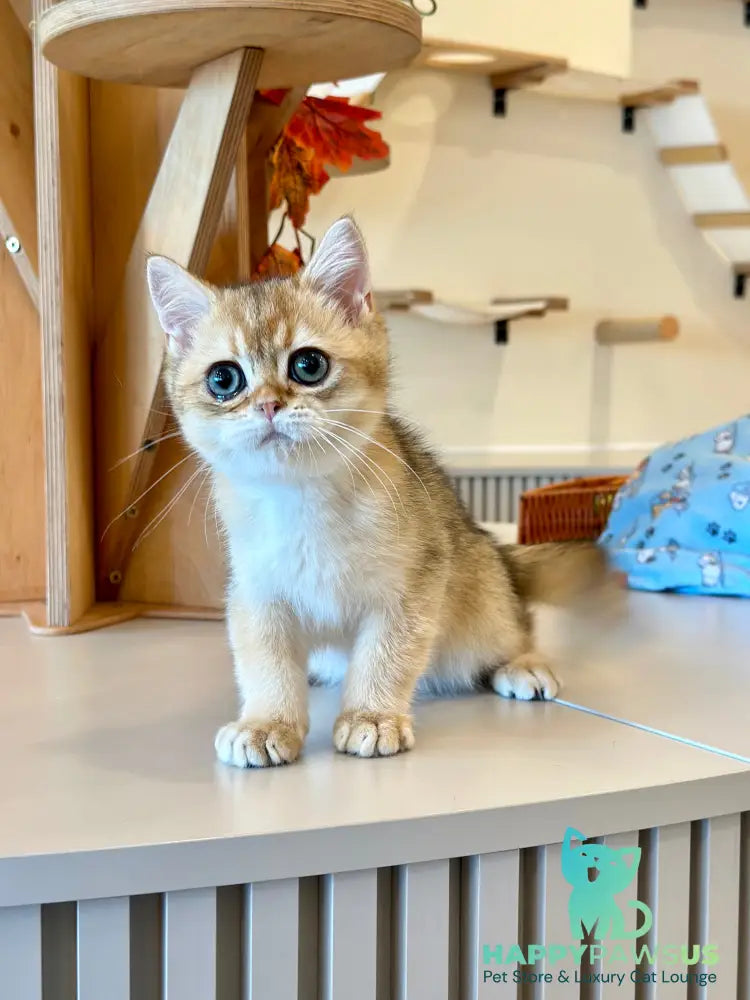 Yanir British Shorthair male black golden ticked tabby - live animals