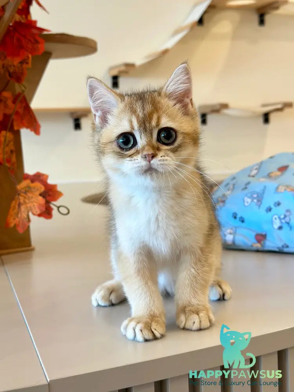 Yanir British Shorthair male black golden ticked tabby - live animals