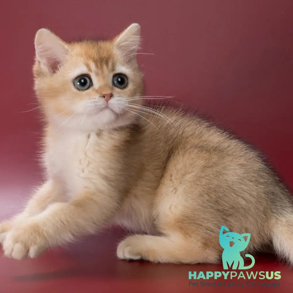 Yanir British Shorthair male black golden ticked tabby - live animals