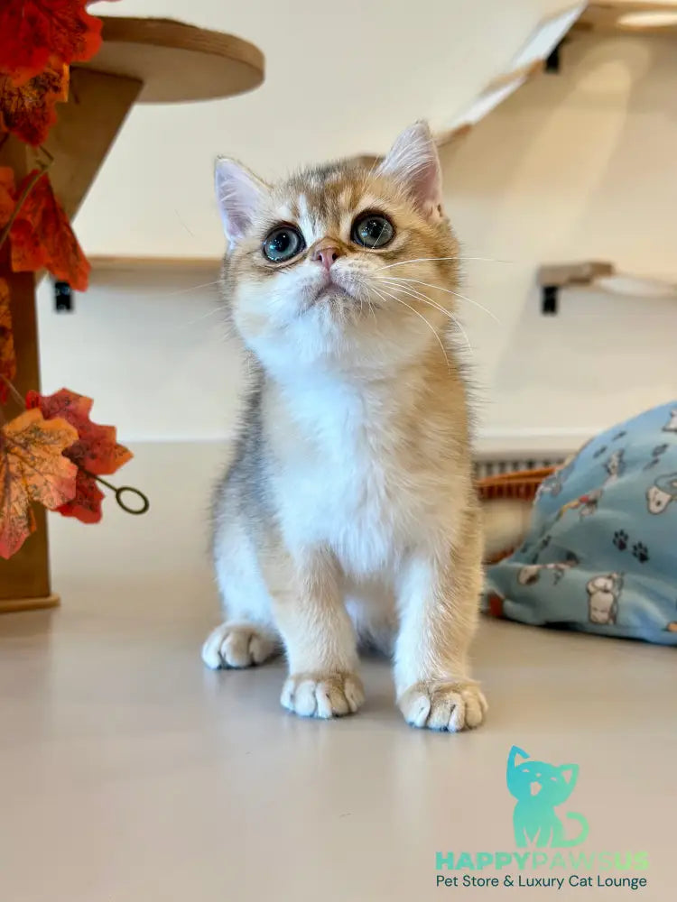 Yanir British Shorthair male black golden ticked tabby - live animals