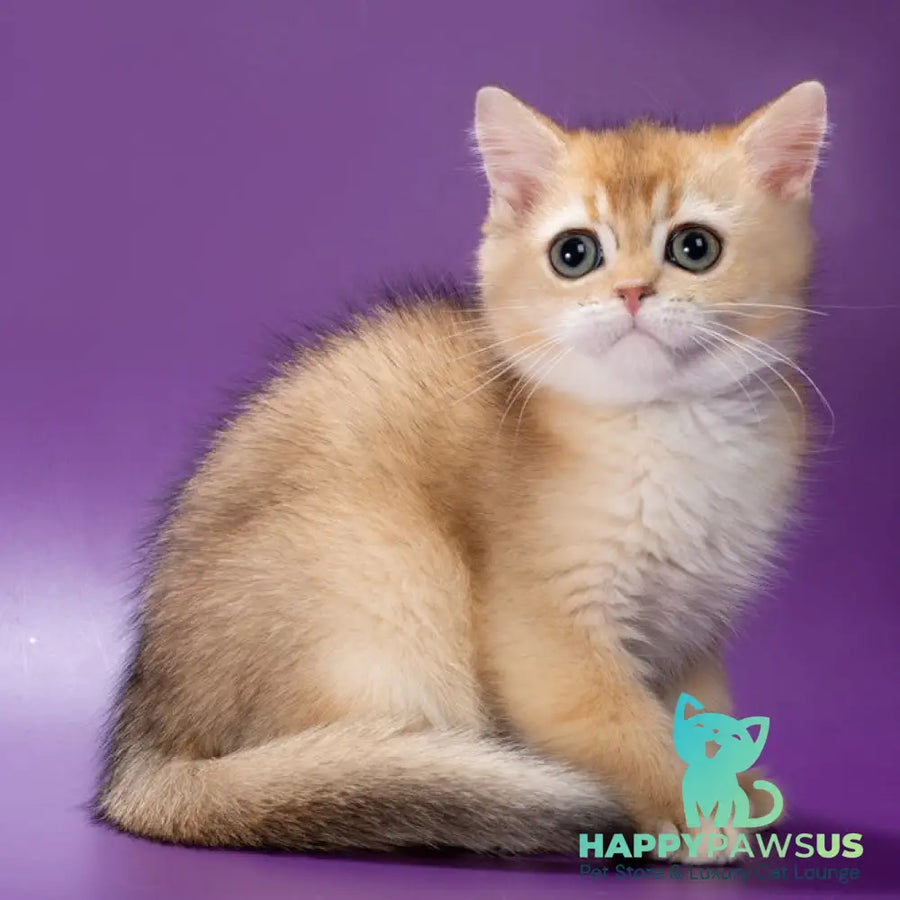 Yanir British Shorthair male black golden ticked tabby - live animals