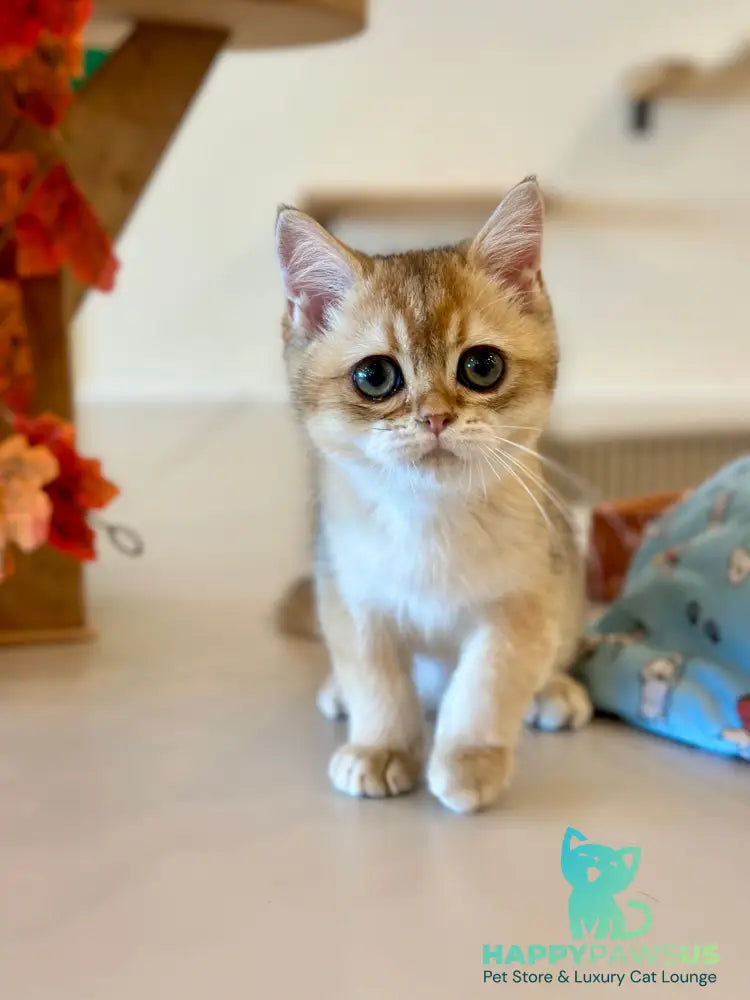 Yanir British Shorthair male black golden ticked tabby - live animals