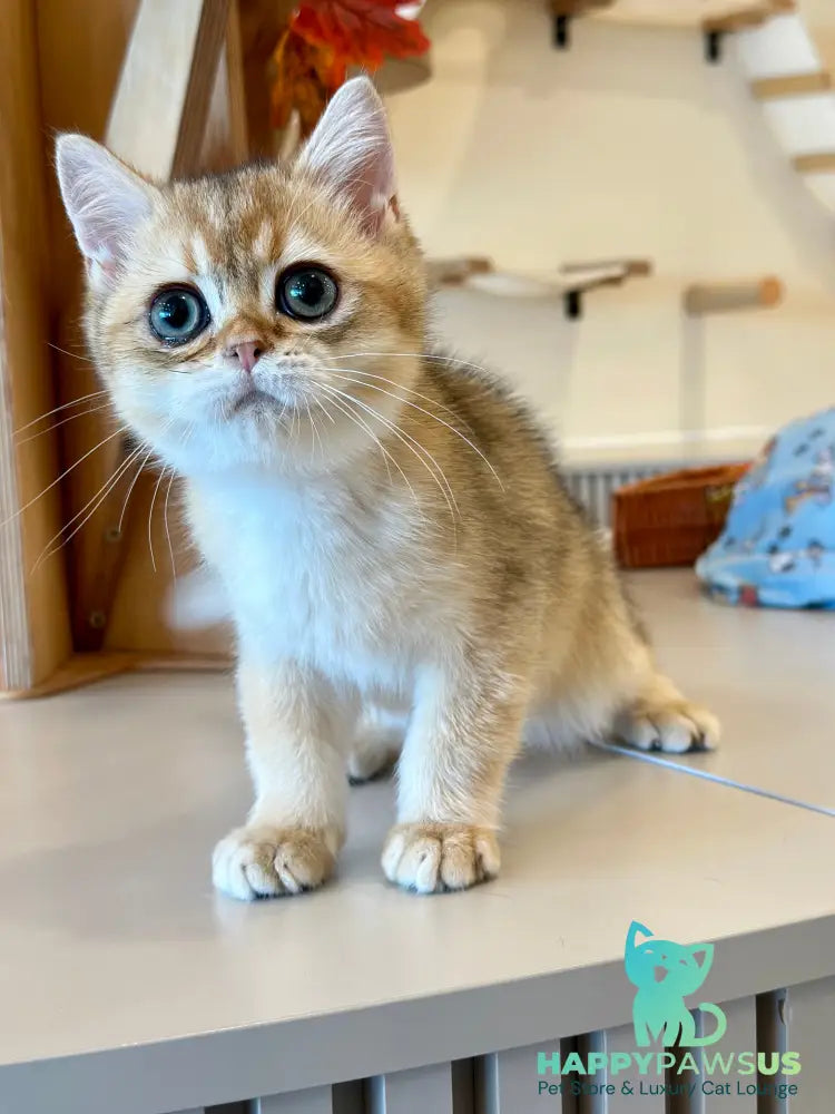 Yanir British Shorthair male black golden ticked tabby - live animals