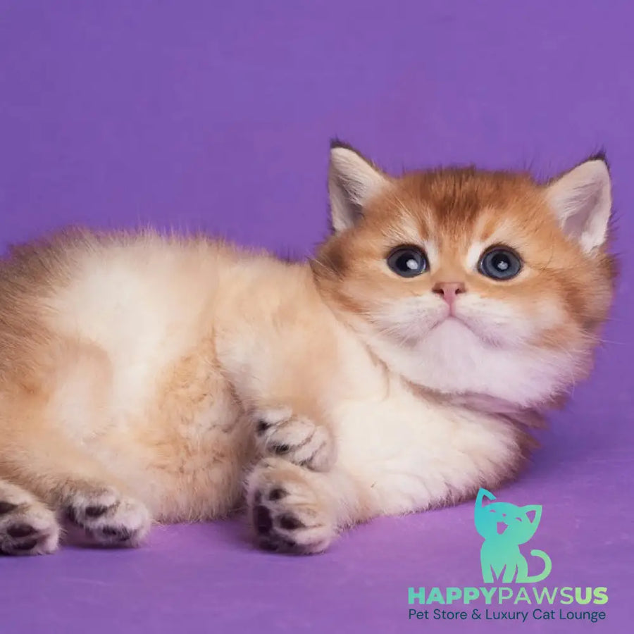 Yanir British Shorthair male black golden ticked tabby - live animals