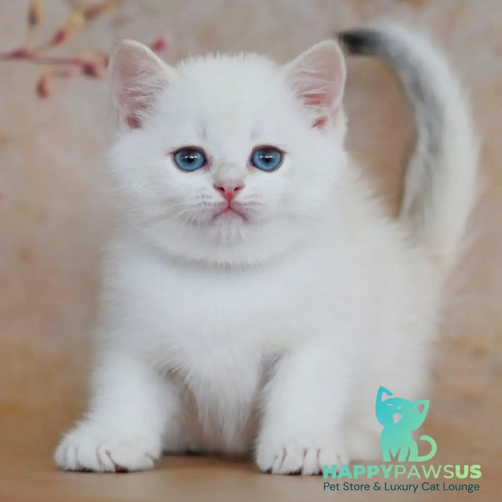 Yanis British Shorthair male black golden chinchilla pointed - live animals