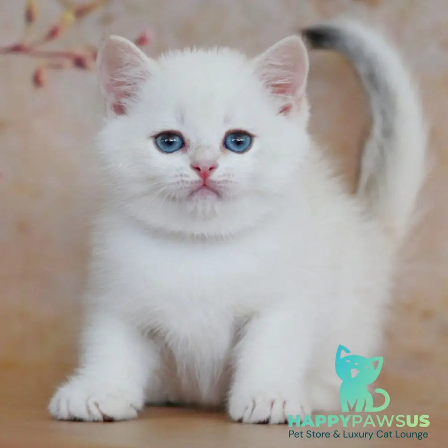 Yanis British Shorthair male black golden chinchilla pointed - live animals