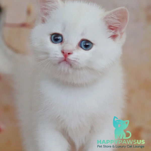 Yanis British Shorthair male black golden chinchilla pointed - live animals