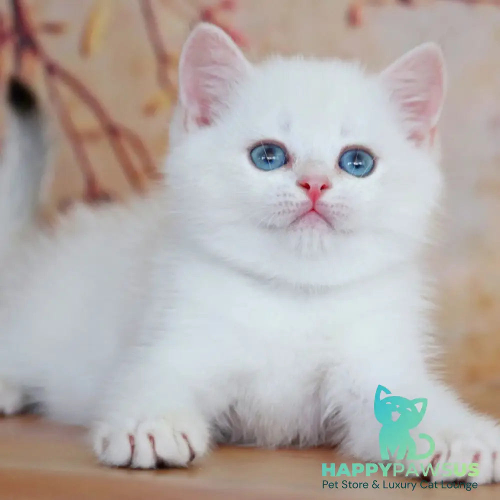 Yanis British Shorthair male black golden chinchilla pointed - live animals