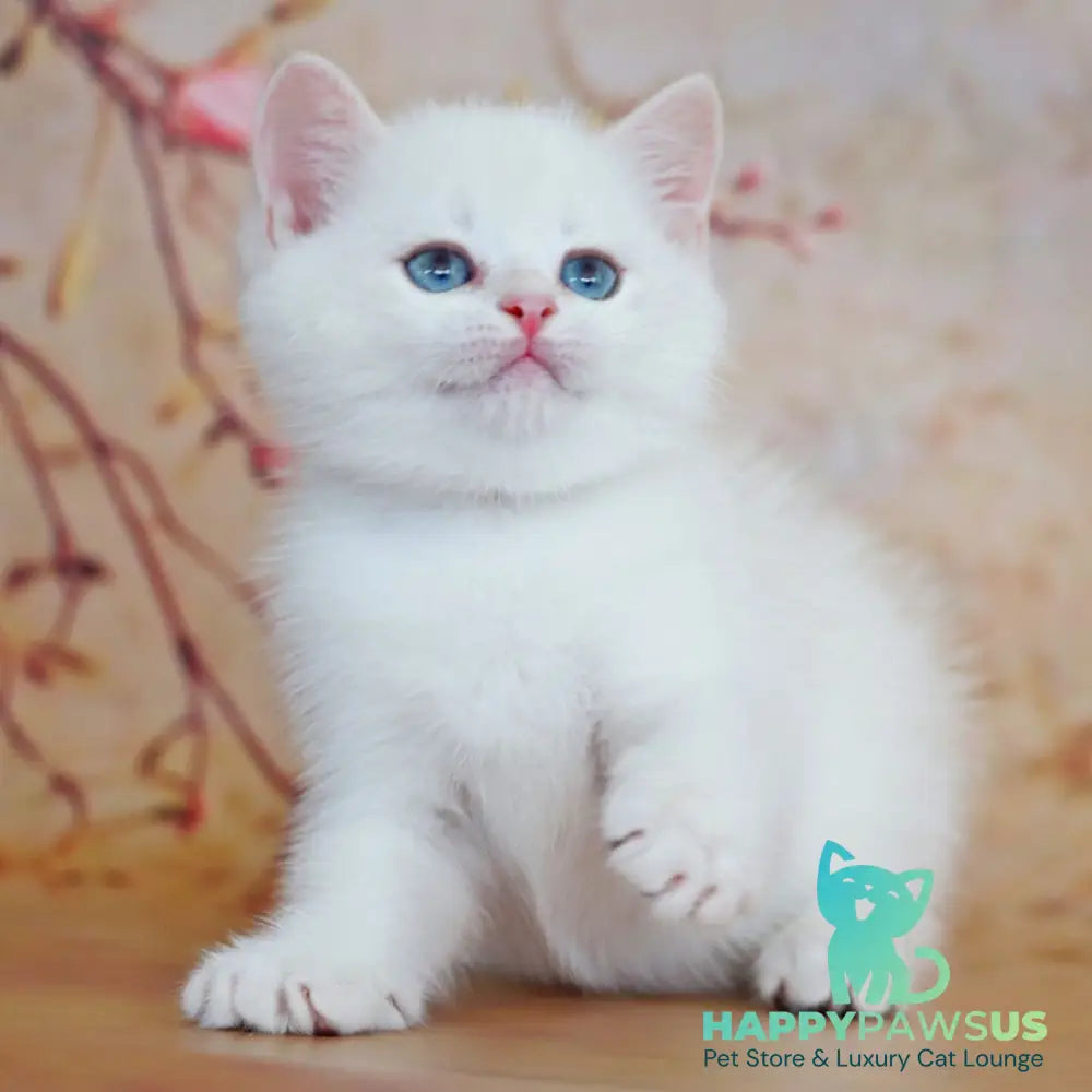 Yanis British Shorthair male black golden chinchilla pointed - live animals