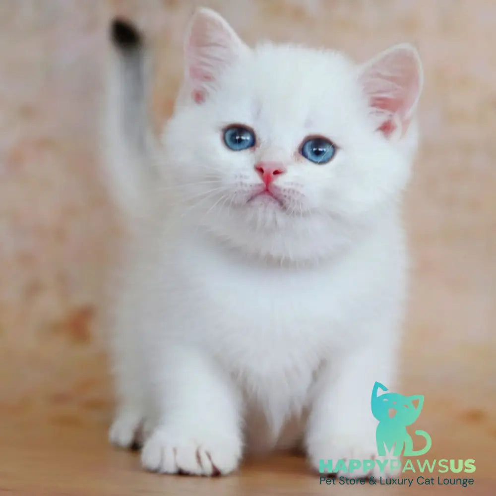 Yanis British Shorthair male black golden chinchilla pointed - live animals