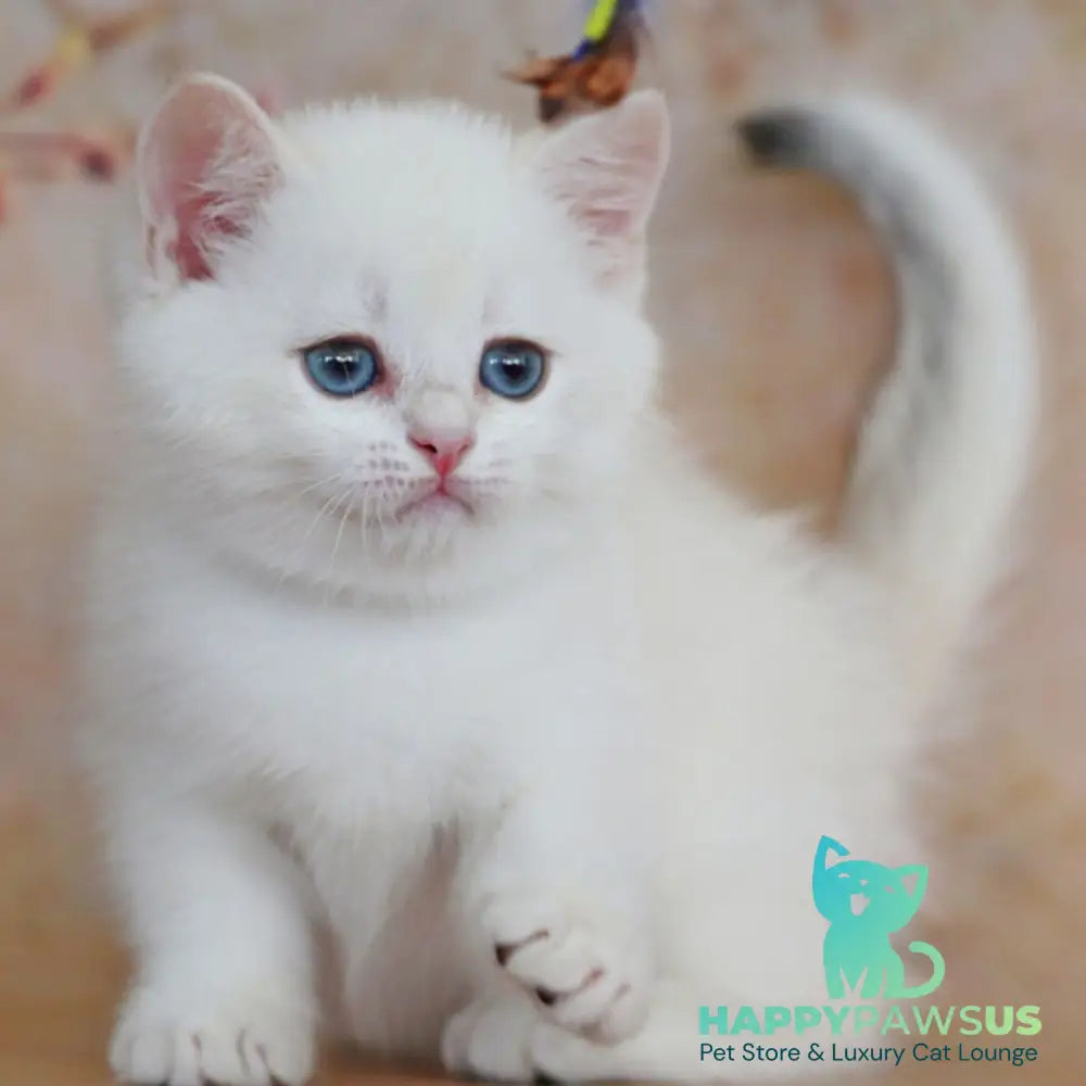 Yanis British Shorthair male black golden chinchilla pointed - live animals