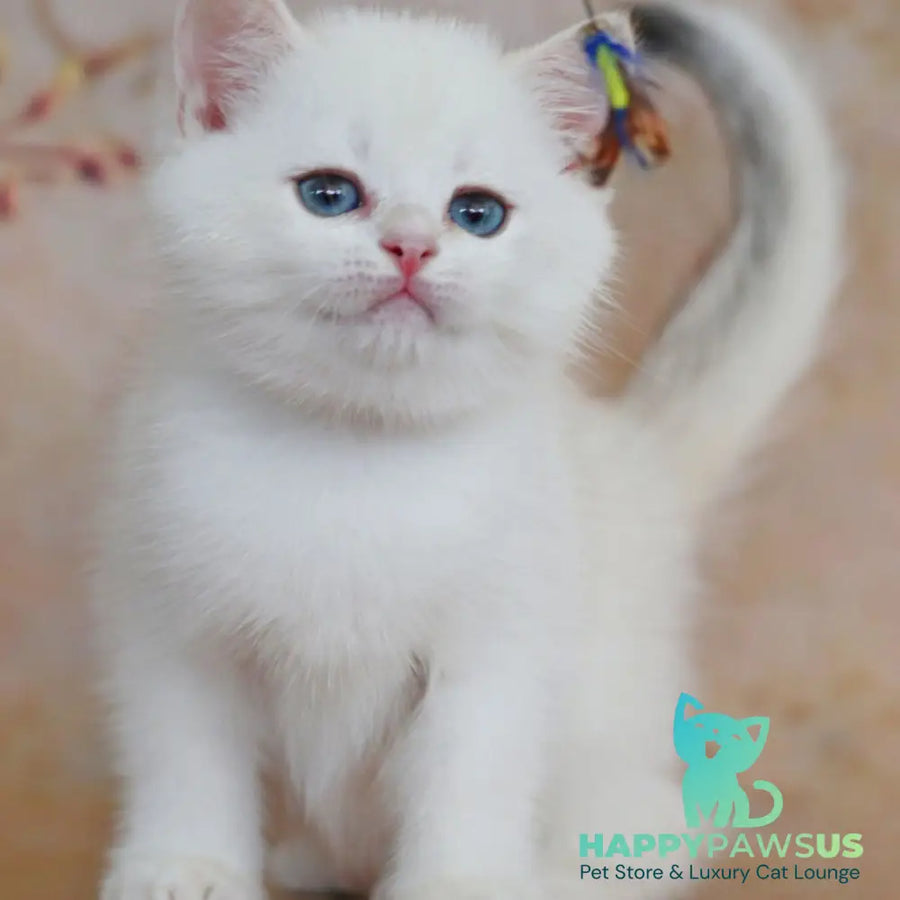 Yanis British Shorthair male black golden chinchilla pointed - live animals