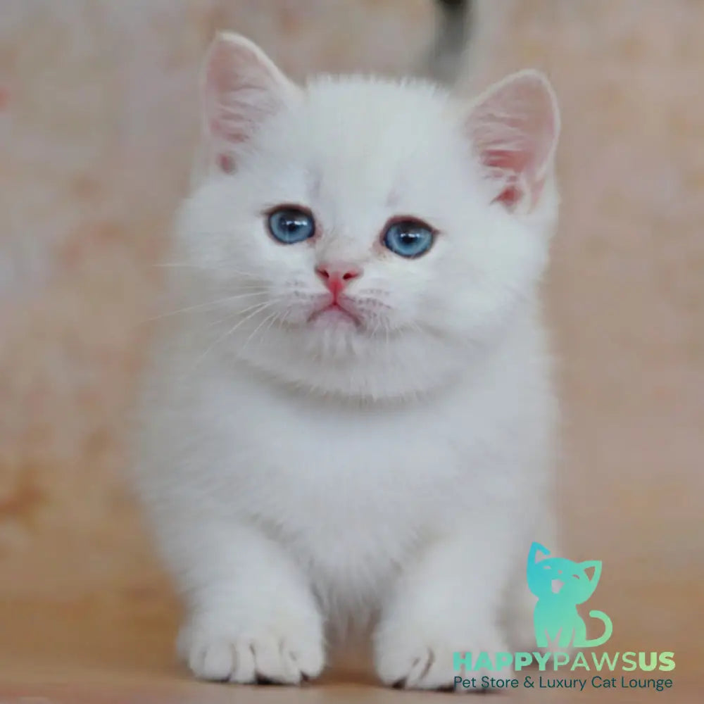 Yanis British Shorthair male black golden chinchilla pointed - live animals