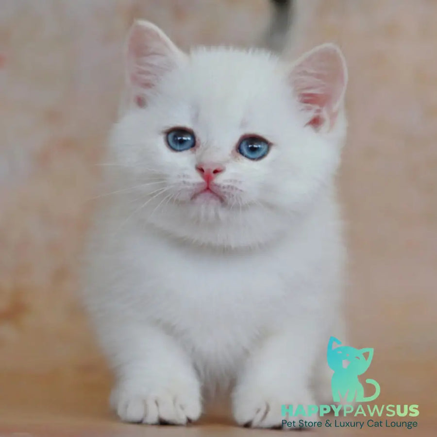 Yanis British Shorthair male black golden chinchilla pointed - live animals