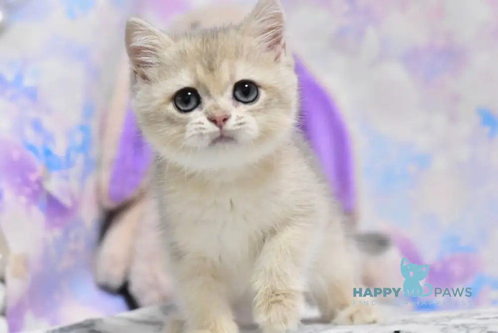 Yanis British Shorthair male blue golden shaded live animals
