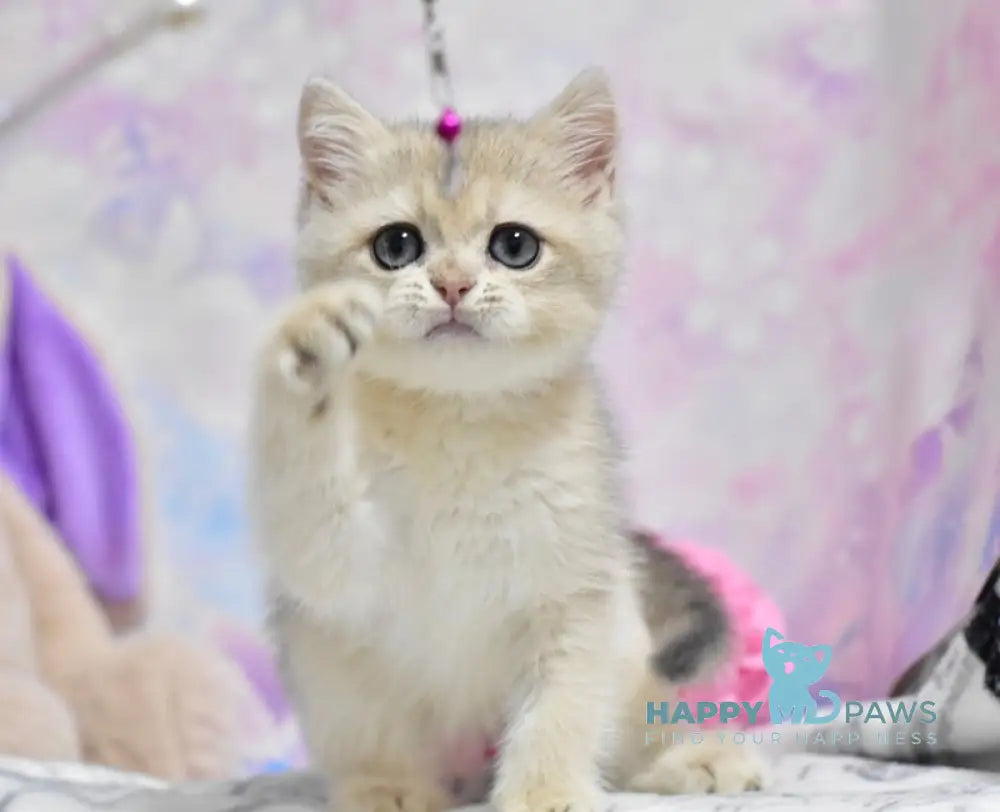 Yanis British Shorthair male blue golden shaded live animals