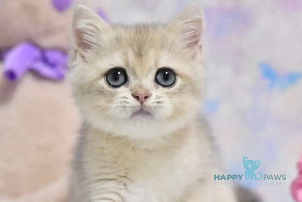 Yanis British Shorthair male blue golden shaded live animals