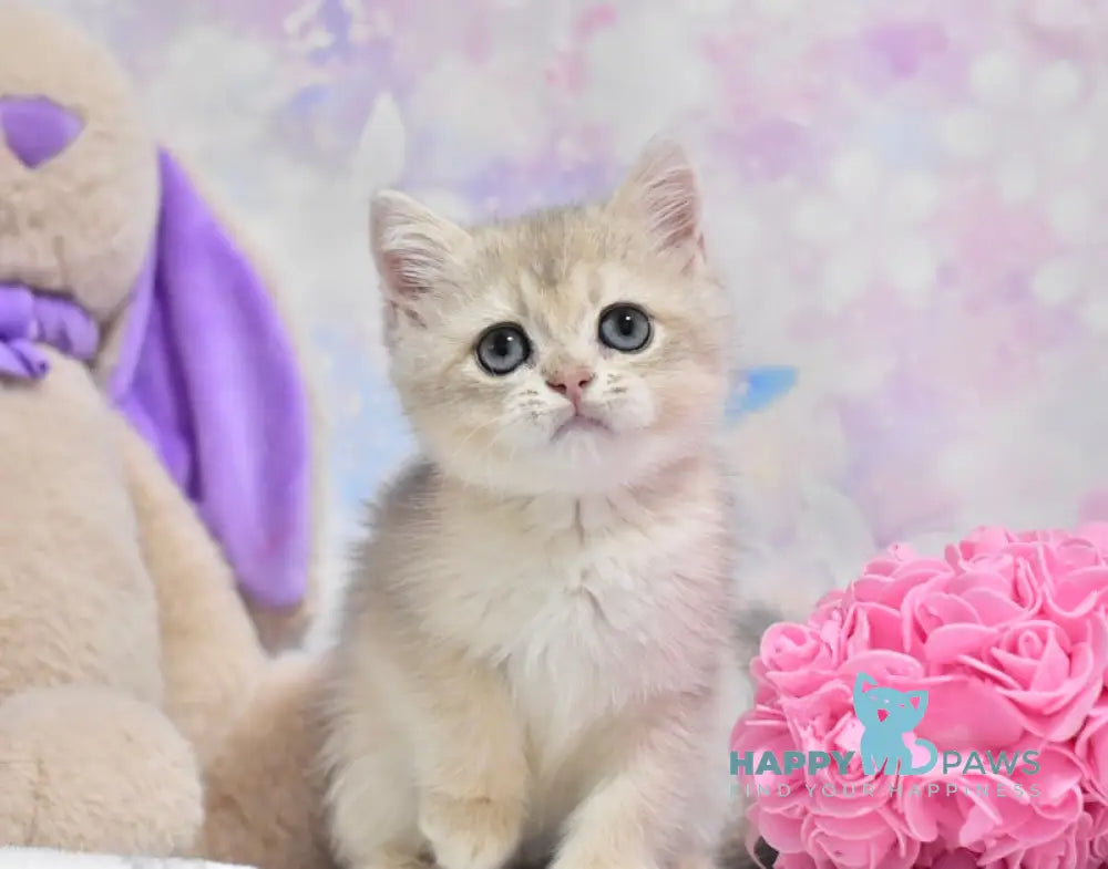 Yanis British Shorthair male blue golden shaded live animals