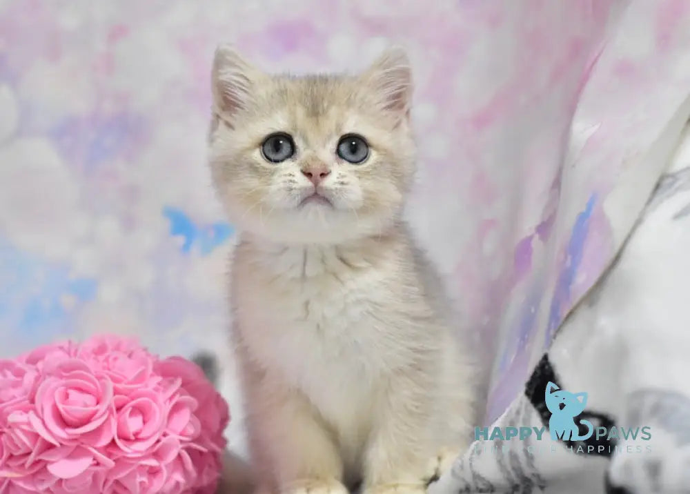 Yanis British Shorthair male blue golden shaded live animals