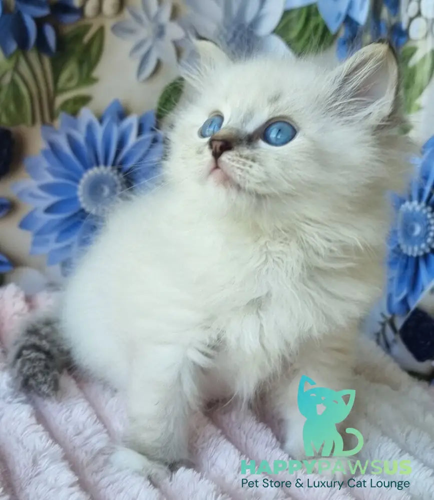 Yanis Siberian male black tabby pointed with white - live animals