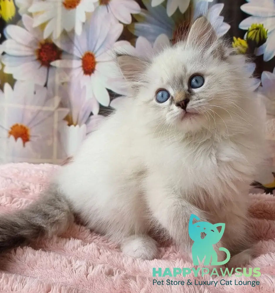 Yanis Siberian male black tabby pointed with white - live animals