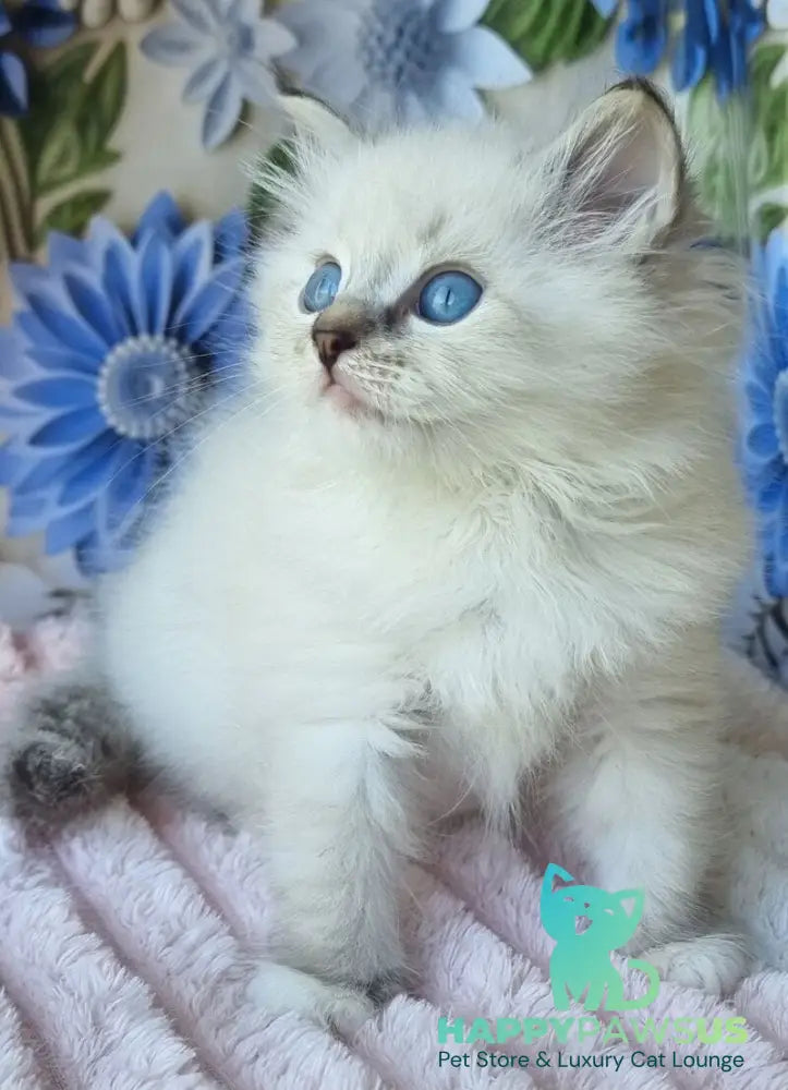Yanis Siberian male black tabby pointed with white - live animals