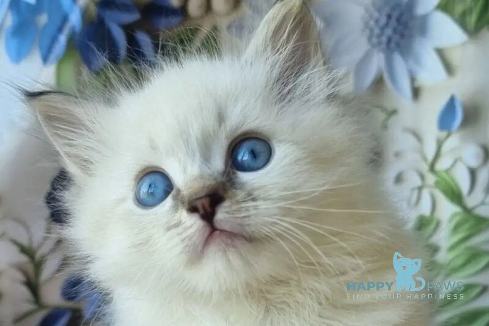 Yanis Siberian male black tabby pointed with white - live animals