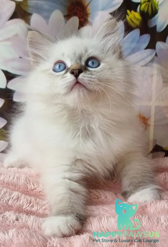 Yanis Siberian male black tabby pointed with white - live animals