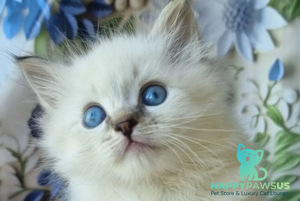 Yanis Siberian male black tabby pointed with white - live animals