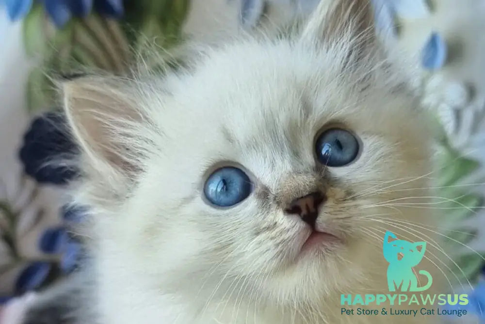 Yanis Siberian male black tabby pointed with white - live animals
