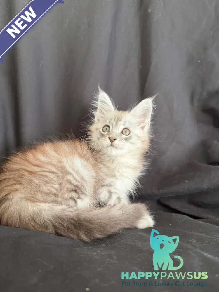 Yanius Maine Coon male black silver tabby - live animals