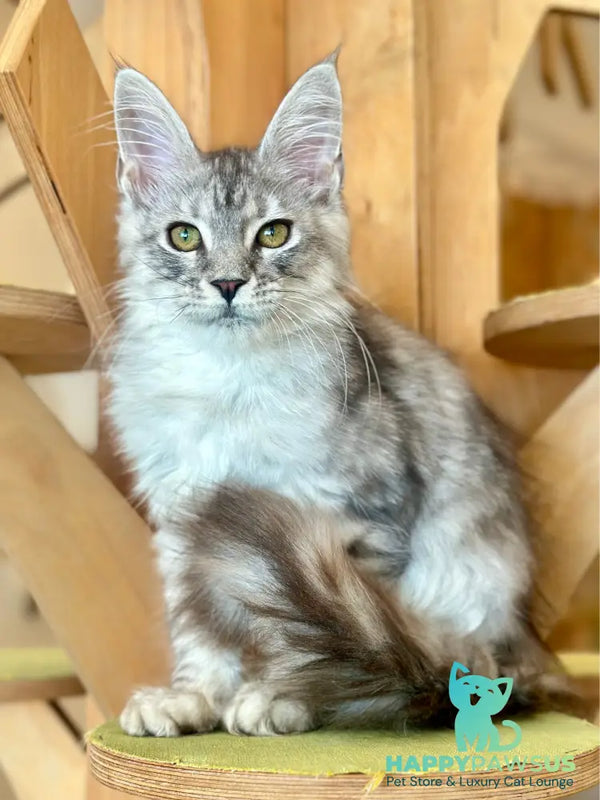 Yanius Maine Coon male black silver tabby - live animals