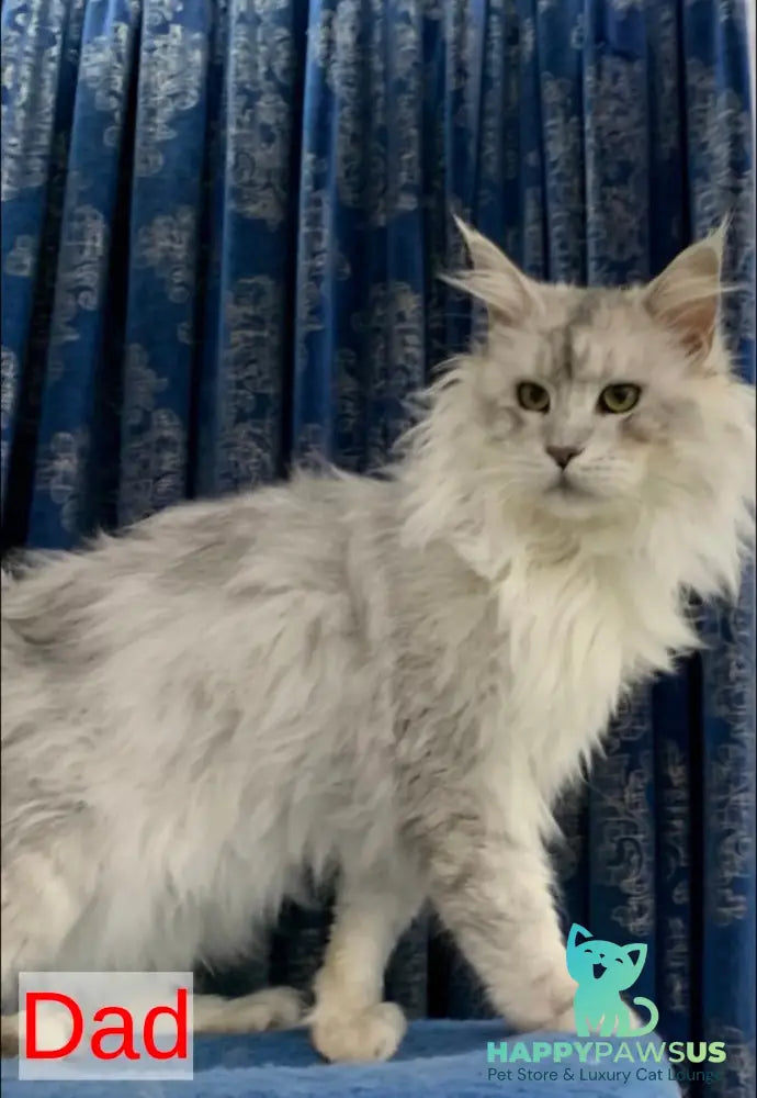 Yanius Maine Coon male black silver tabby - live animals