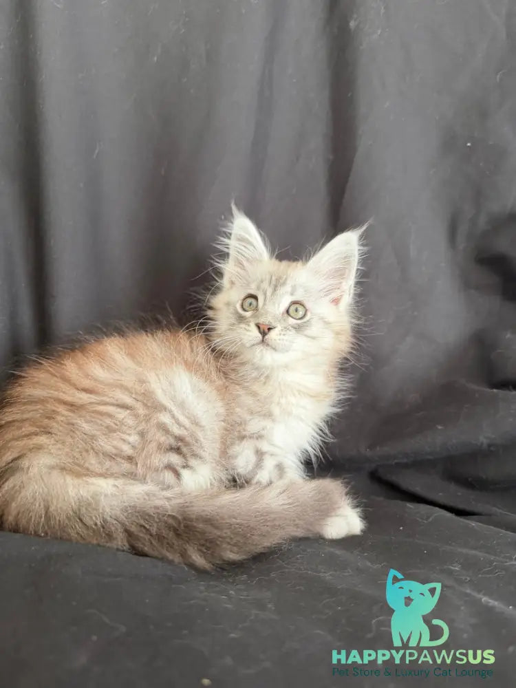 Yanius Maine Coon male black silver tabby - live animals