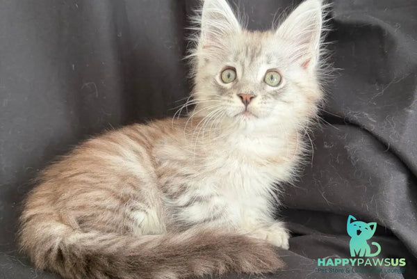 Yanius Maine Coon male black silver tabby - live animals