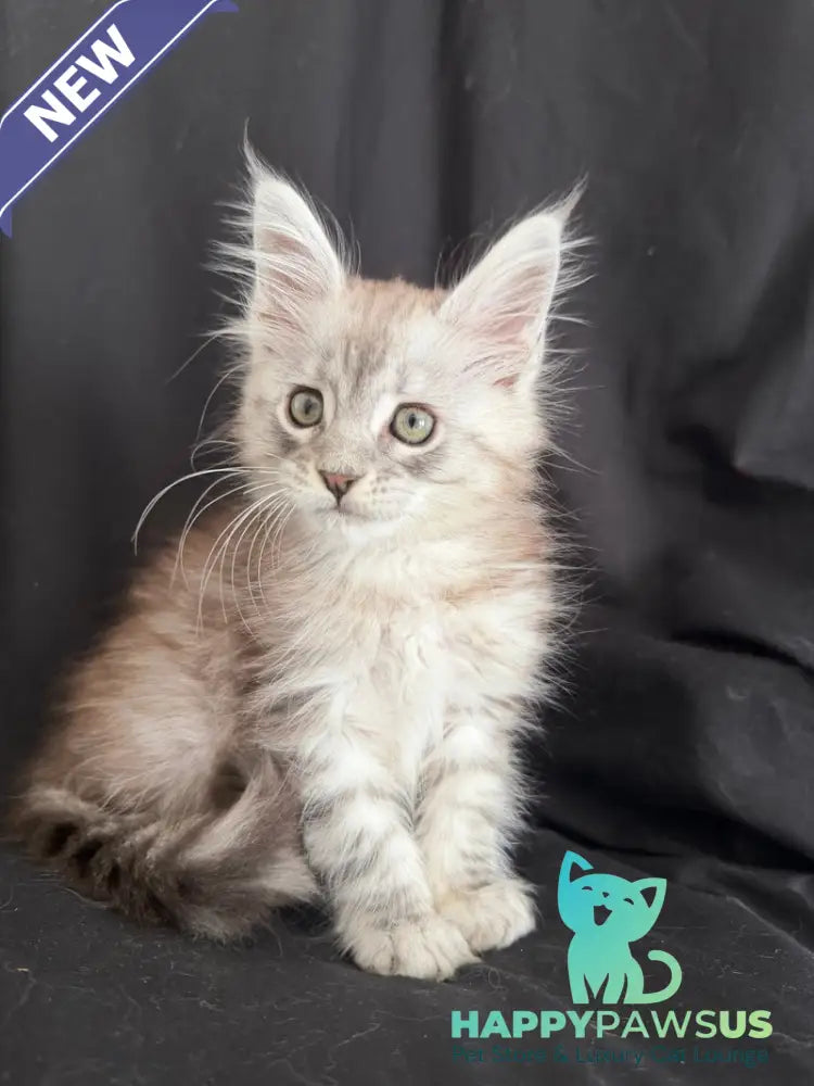 Yanius Maine Coon male black silver tabby - live animals