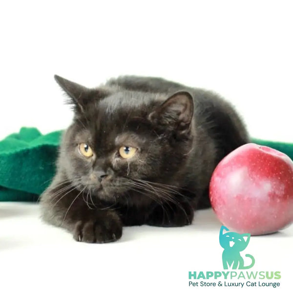 Yanka British Shorthair female black - live animals
