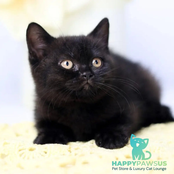Yanka British Shorthair female black - live animals