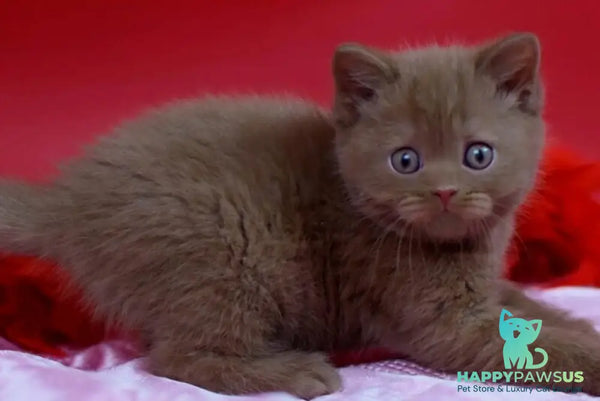 Yanka British Shorthair female cinnamon - live animals