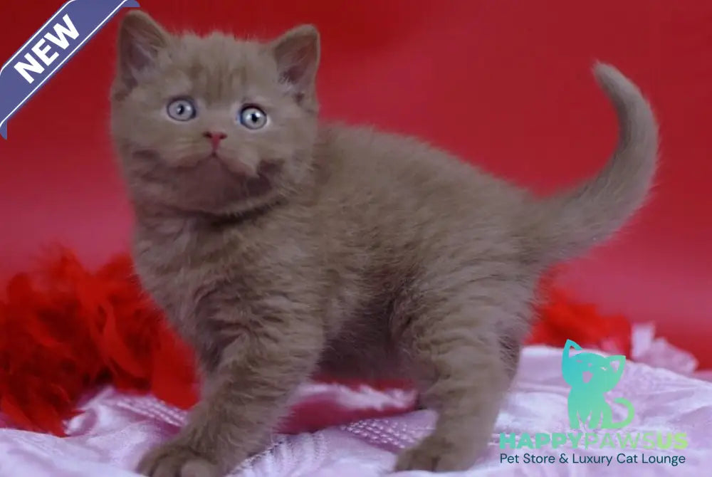 Yanka British Shorthair female cinnamon - live animals
