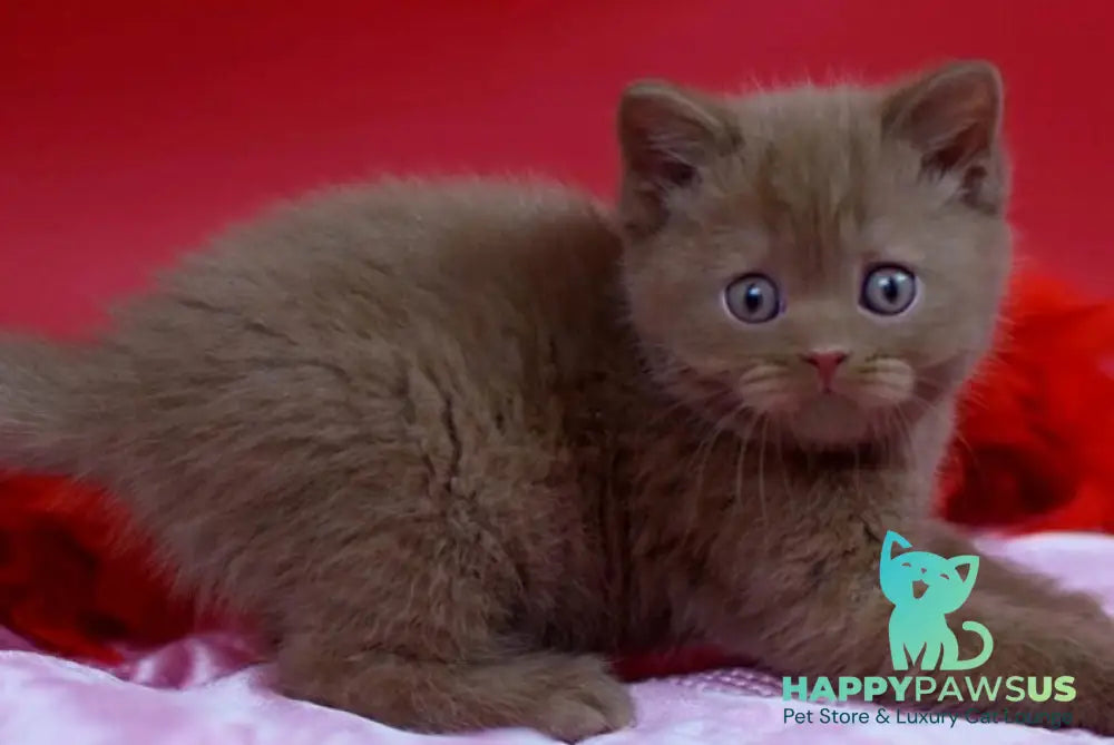 Yanka British Shorthair female cinnamon - live animals