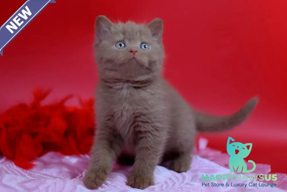 Yanka British Shorthair female cinnamon - live animals