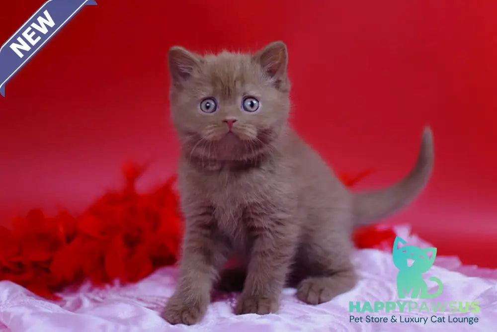 Yanka British Shorthair female cinnamon - live animals