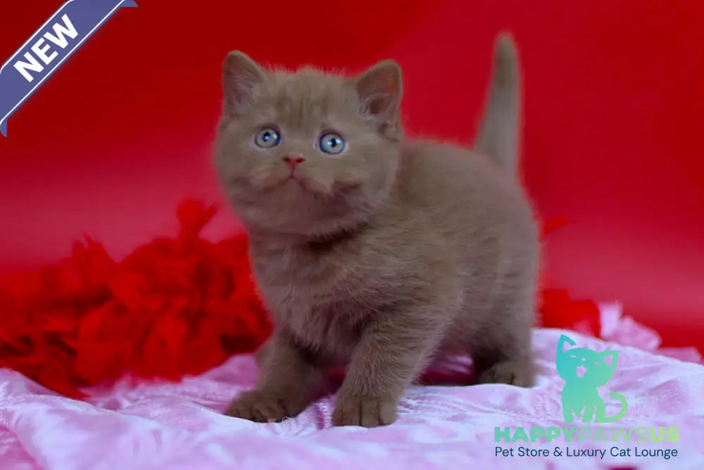 Yanka British Shorthair female cinnamon - live animals