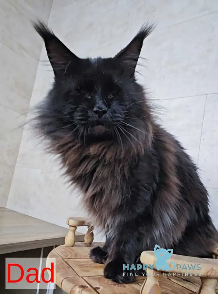 Yanka Maine Coon female black silver tabby live animals