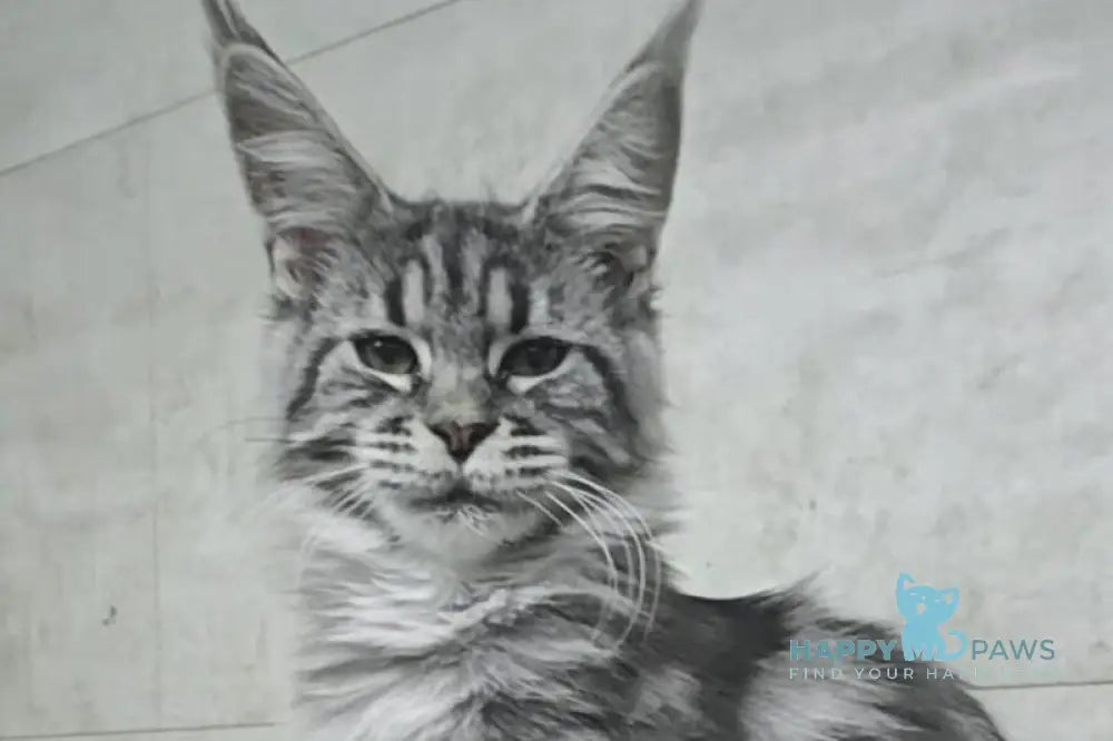 Yanka Maine Coon female black silver tabby live animals