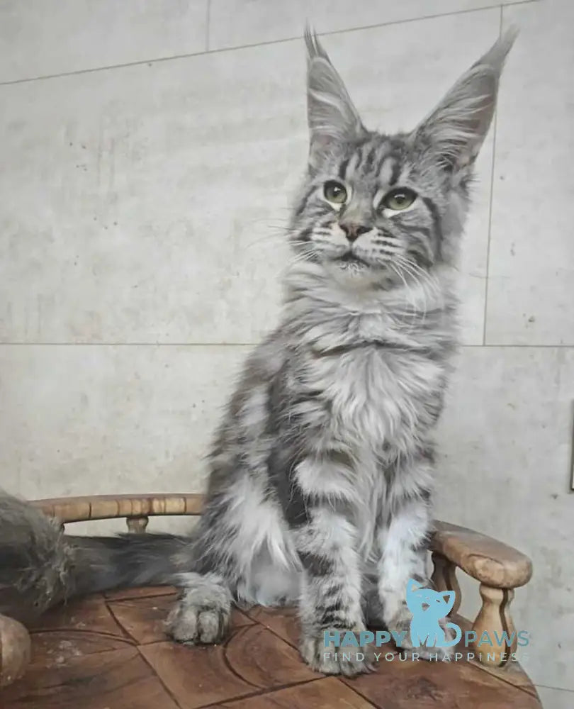 Yanka Maine Coon female black silver tabby live animals